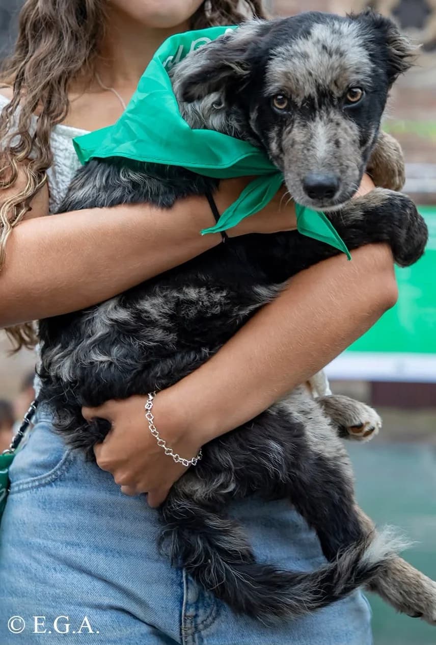 Lucho, male puppy Border Collie for adoption at Refugio Canino Torres