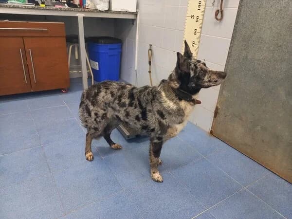 11-26 Enlla, female mixed breed for adoption at Refuxio Galicia
