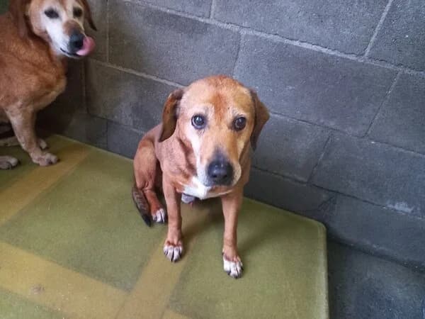 13-25 King, male mixed breed for adoption at Refuxio Galicia