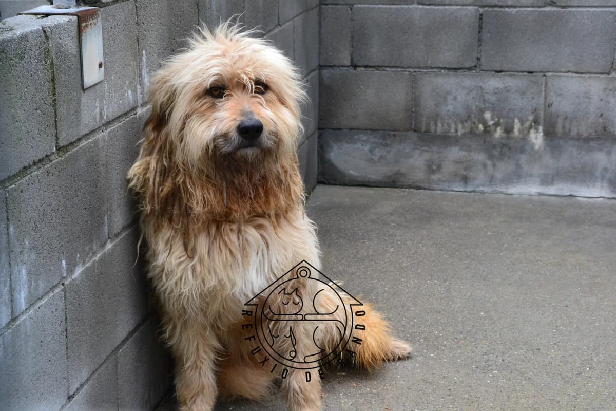 130-20 Bob, male mixed breed for adoption at Refuxio Galicia