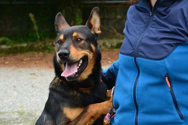 Gorila, male mixed breed for adoption at Refuxio Galicia