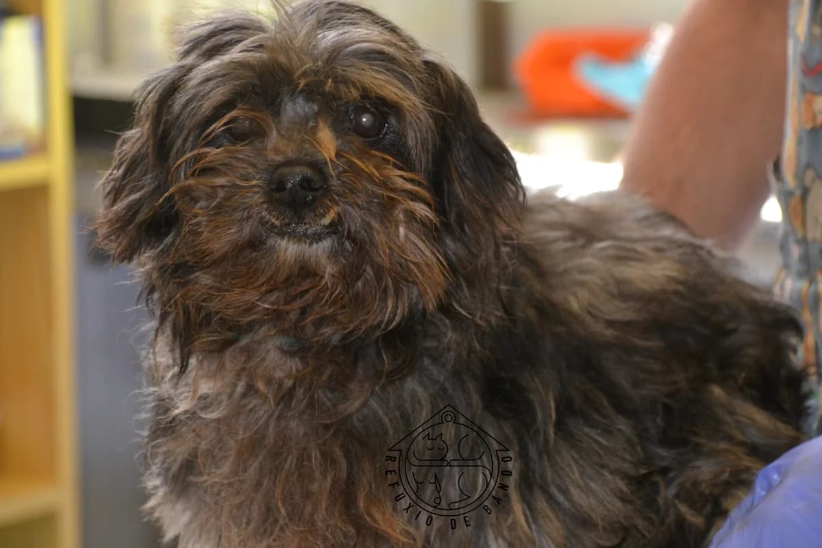 133-20 Simoncito, male Mixed Breed for adoption at Refuxio Galicia