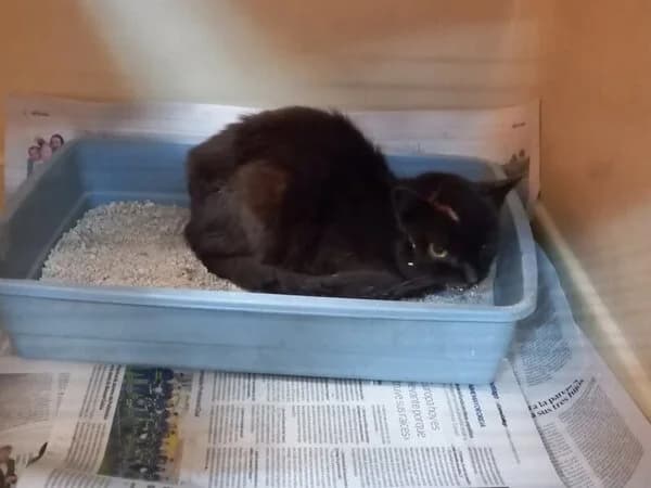 137-26 Lemury, male mixed breed for adoption at Refuxio Galicia