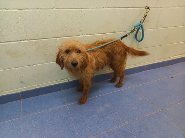 138-26 Pompono, male mixed breed for adoption at Refuxio Galicia