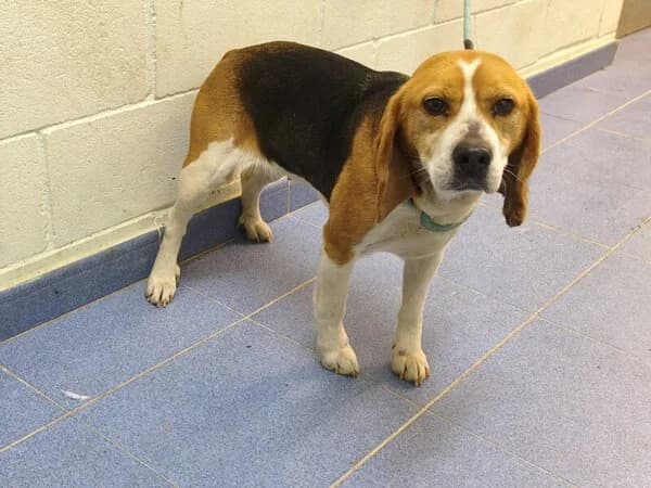141-26 Vilma, female mixed breed for adoption at Refuxio Galicia