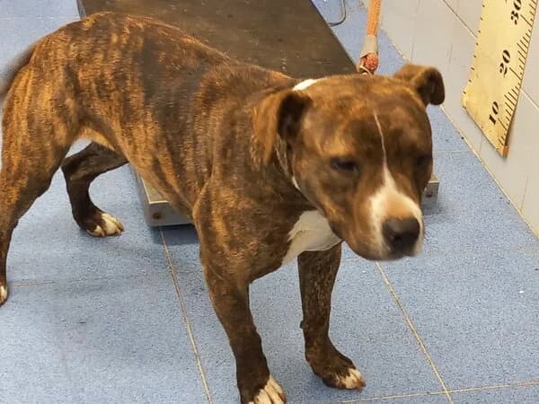 157-26 LONDANA, female mixed breed for adoption at Refuxio Galicia