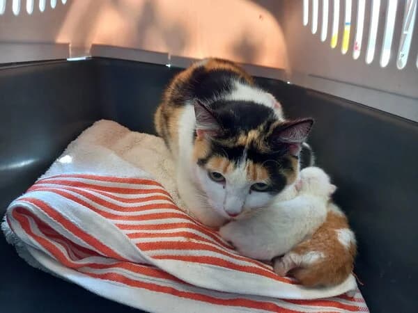FREIDIS, female mixed breed for adoption at Refuxio Galicia