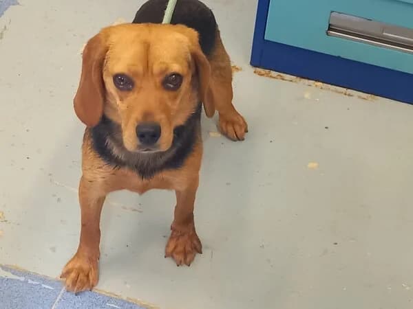 165-26 GARGANTILLA, female mixed breed for adoption at Refuxio Galicia