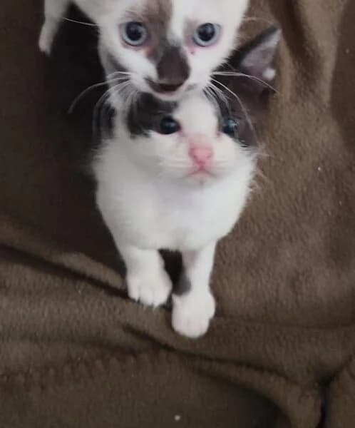 DONCIC, male Mixed Breed for adoption at Refuxio Galicia