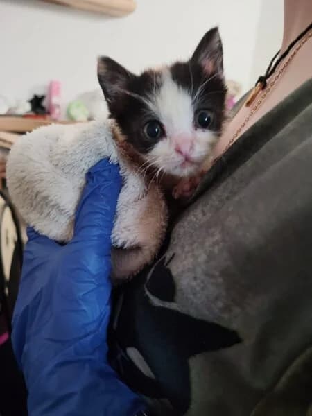 NAVRATILOVA, female Mixed Breed for adoption at Refuxio Galicia