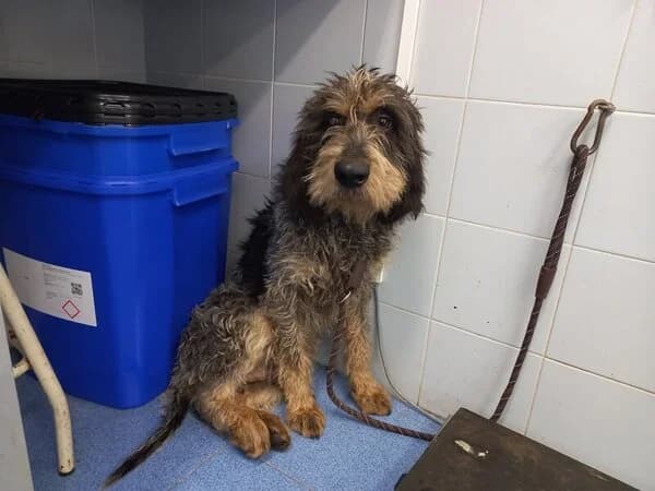17-26 Roqueford, male mixed breed for adoption at Refuxio Galicia