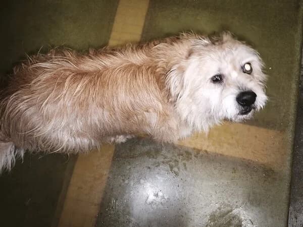 18-26 Póker, male mixed breed for adoption at Refuxio Galicia