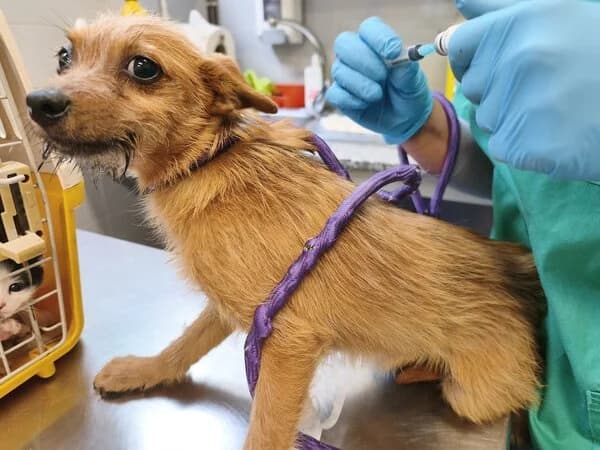 RUKI, male mixed breed for adoption at Refuxio Galicia