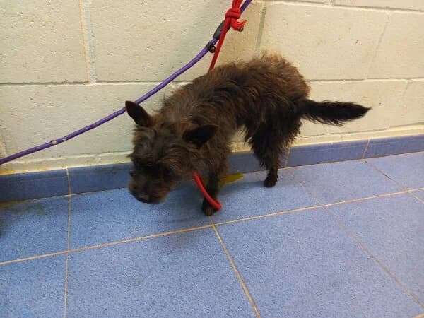 WOLF, male mixed breed for adoption at Refuxio Galicia