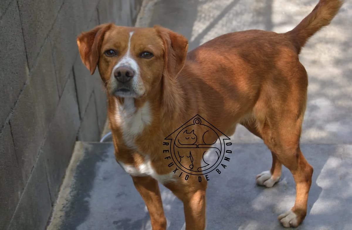 Argos, male mixed breed for adoption at Refuxio Galicia