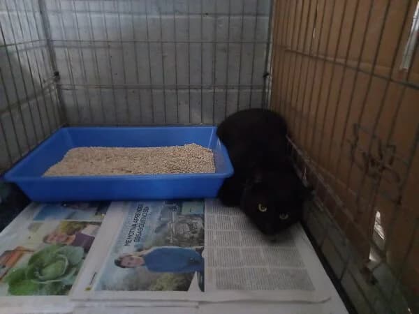 TINO, male mixed breed for adoption at Refuxio Galicia