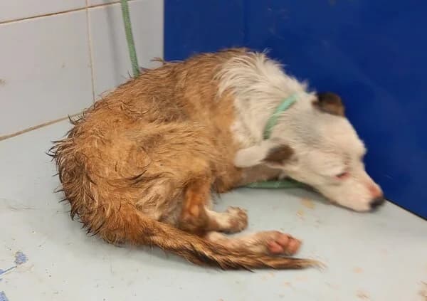 LUPITA, female mixed breed for adoption at Refuxio Galicia