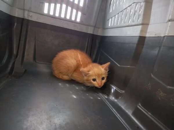 LOLO, male mixed breed for adoption at Refuxio Galicia