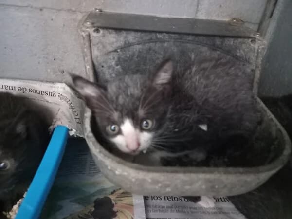 ESFERA, female Mixed Breed for adoption at Refuxio Galicia