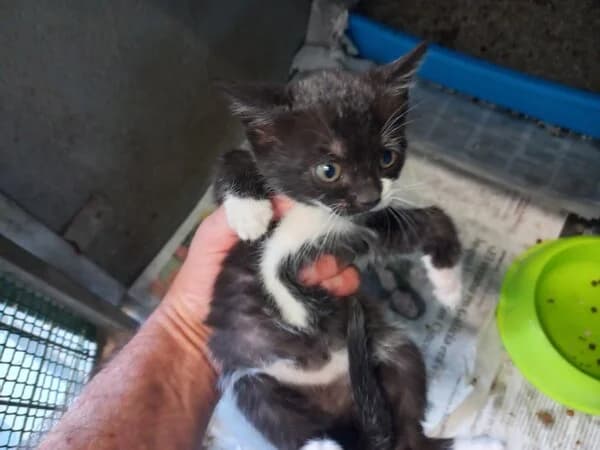 ÉTER, male Mixed Breed for adoption at Refuxio Galicia