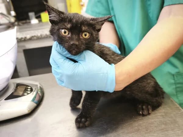 ÉREBO, male European Shorthair for adoption at Refuxio Galicia