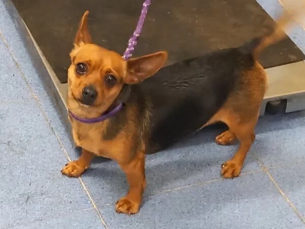 PIMPINELA, female mixed breed for adoption at Refuxio Galicia