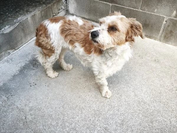 ZARA, female mixed breed for adoption at Refuxio Galicia
