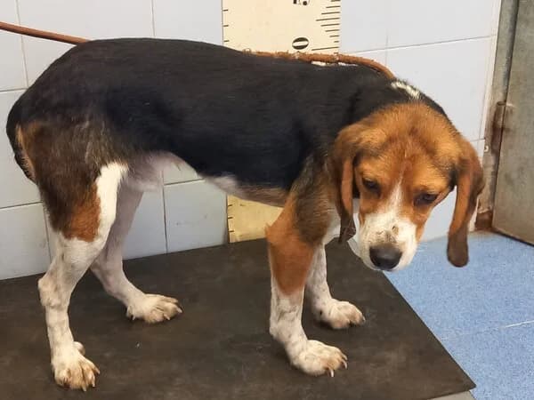 PIPIRRANA, male mixed breed for adoption at Refuxio Galicia