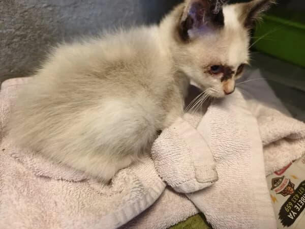BRATZ, female Mixed Breed for adoption at Refuxio Galicia