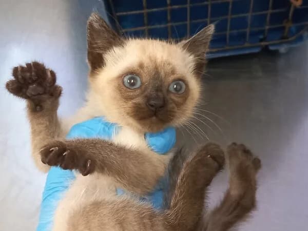 262-26 Gazpacho, male Mixed Breed for adoption at Refuxio Galicia