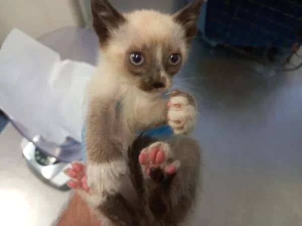 264-26 Guacamole, male Mixed Breed for adoption at Refuxio Galicia