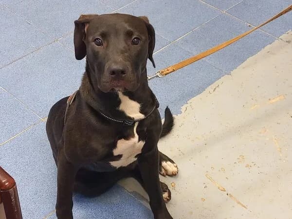 AMA, female mixed breed for adoption at Refuxio Galicia