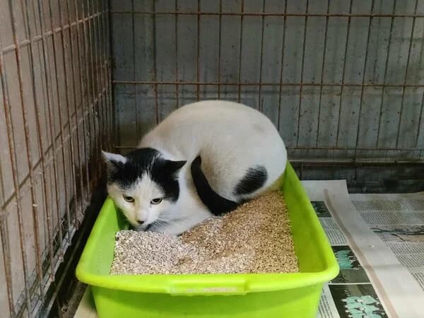 27-26 Chistu, male mixed breed for adoption at Refuxio Galicia