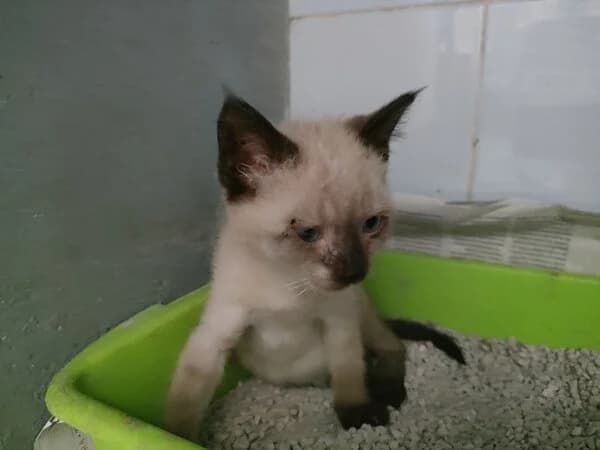 270-26 Légolas, male Mixed Breed for adoption at Refuxio Galicia