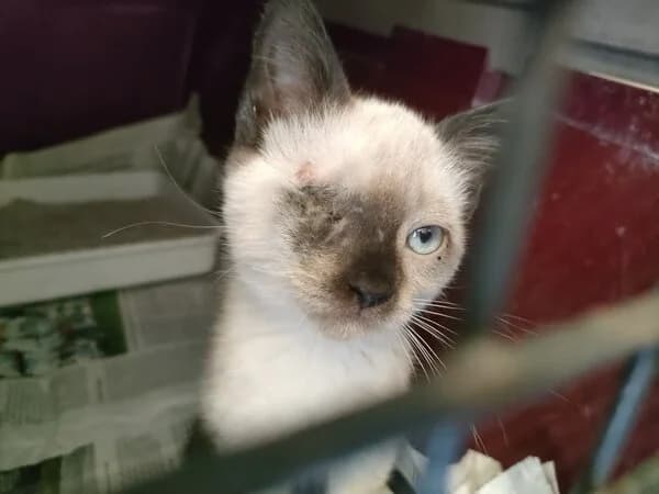 274-26 Galadriel, female Mixed Breed for adoption at Refuxio Galicia