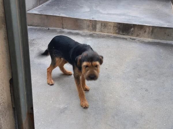 MACHI, male mixed breed for adoption at Refuxio Galicia