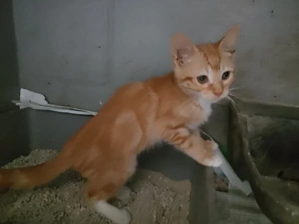 279-26 Marela, female Mixed Breed for adoption at Refuxio Galicia