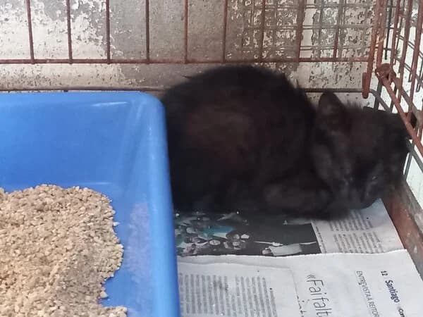 SCOOBY, male European Shorthair for adoption at Refuxio Galicia