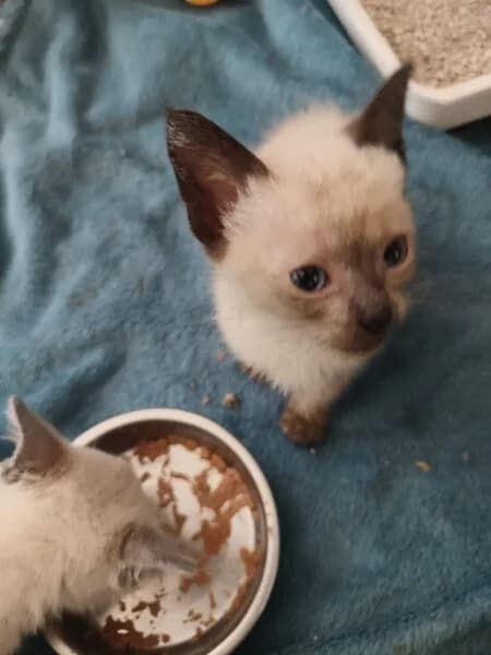 PANCHITO, male Siamese for adoption at Refuxio Galicia