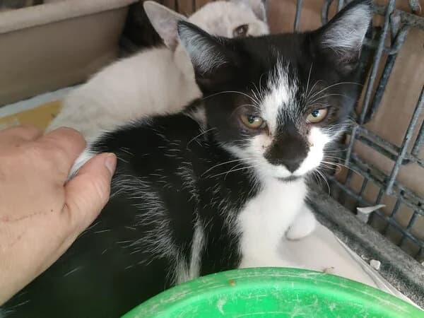 290-26 Gamma, female Mixed Breed for adoption at Refuxio Galicia