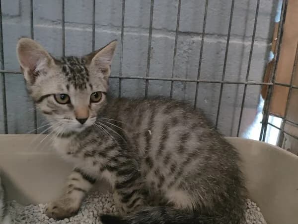 291-26 Beta, Mixed Breed (Refuxio Galicia)