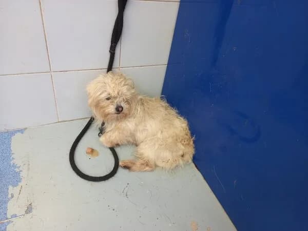 293-26 Leilía, female Mixed Breed for adoption at Refuxio Galicia