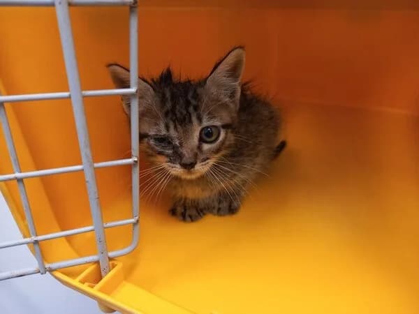 295-26 Lanzarote, male Mixed Breed for adoption at Refuxio Galicia