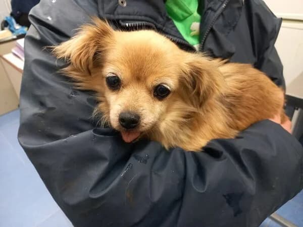 3-26 Mabela, female mixed breed for adoption at Refuxio Galicia