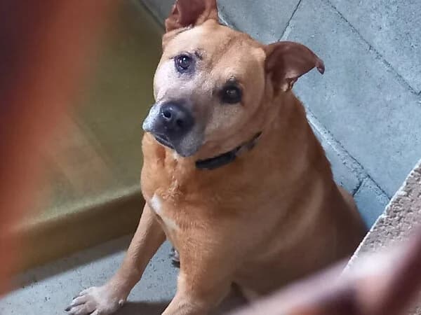 301-26 Max, male mixed breed for adoption at Refuxio Galicia