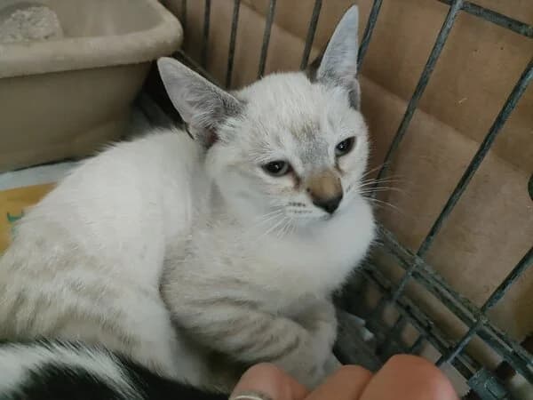 302-26 Min, male Mixed Breed for adoption at Refuxio Galicia