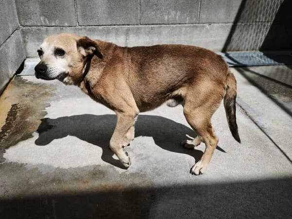 ASTER, male mixed breed for adoption at Refuxio Galicia