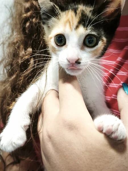 CONCHITA, female Mixed Breed for adoption at Refuxio Galicia