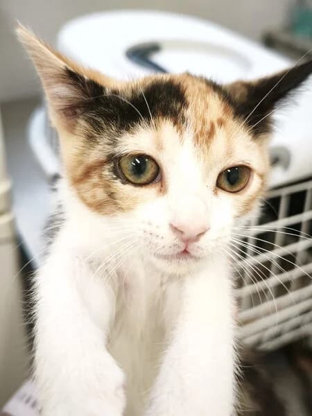 MÓNICA, female European Shorthair for adoption at Refuxio Galicia