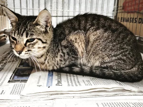 TAJÍN, male Mixed Breed for adoption at Refuxio Galicia